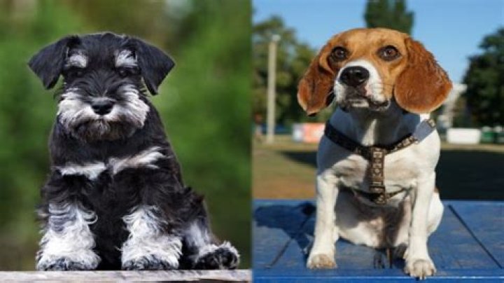 Are schnauzer Beagle mixes hypoallergenic?