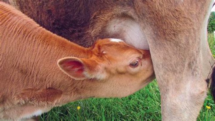 Can grass-fed cows produce milk?