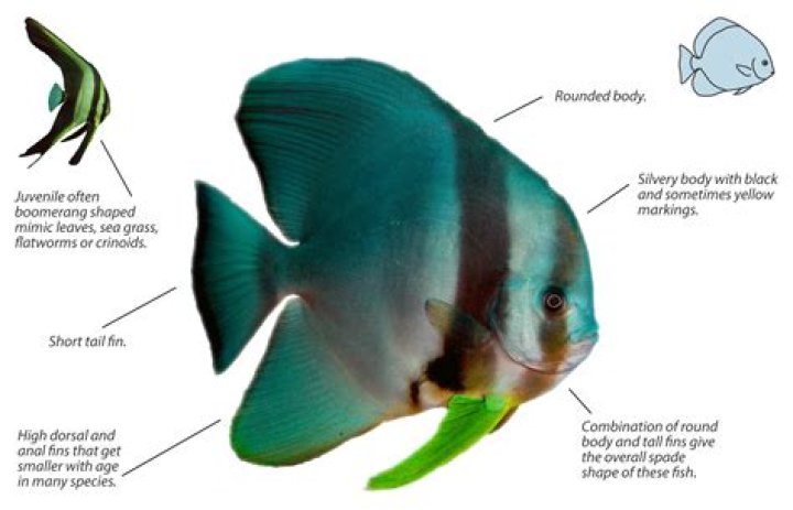 Can you own a batfish?