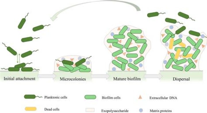 Does Pseudomonas fluorescens have a capsule?
