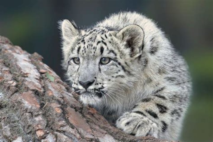 How do I upgrade to Snow Leopard?