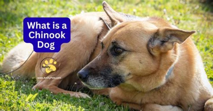 How rare is a Chinook dog?