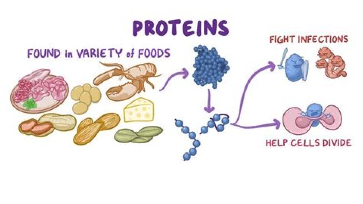 What are slow acting proteins?