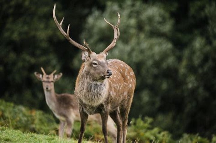 What does venison go well with?