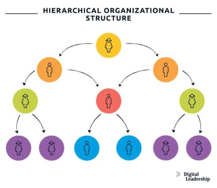 What is hierarchical structure of anatomy?