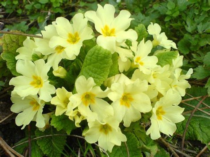 What is Primula Veris used for?