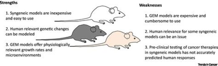 What is syngeneic model?