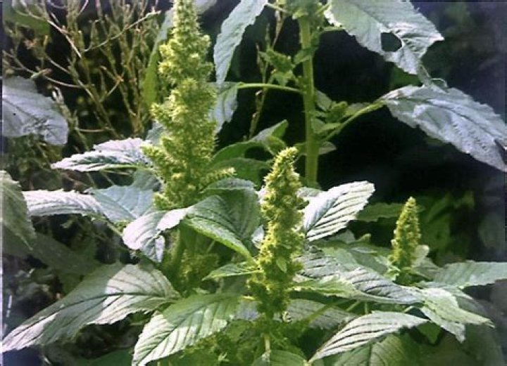 What is the English of Saluyot leaves?