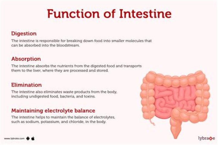 What is the purpose of doing a mesenteric exam?