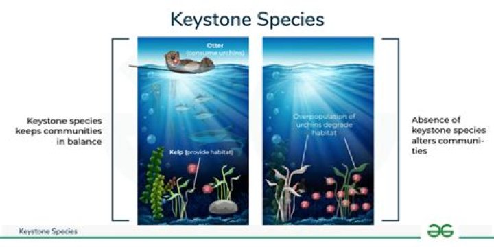 What kind of parts does Keystone sell?