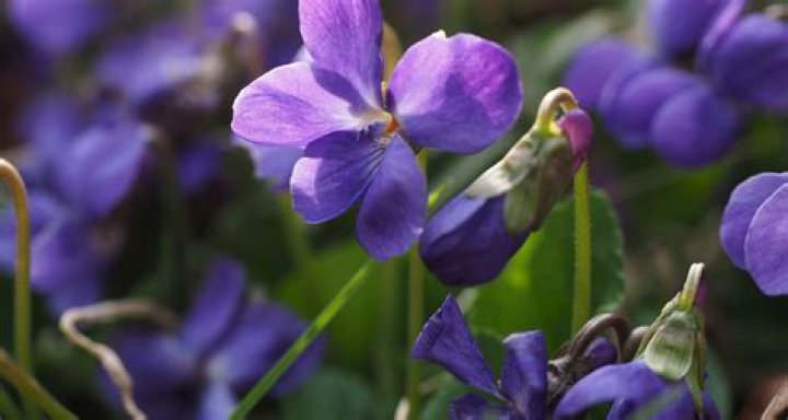 Why is the violet the state flower of NJ?